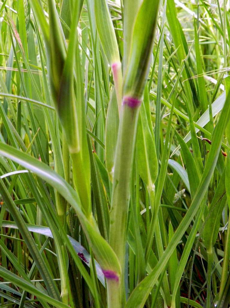 Tragopogon porrifolius / Barba di Becco violetta